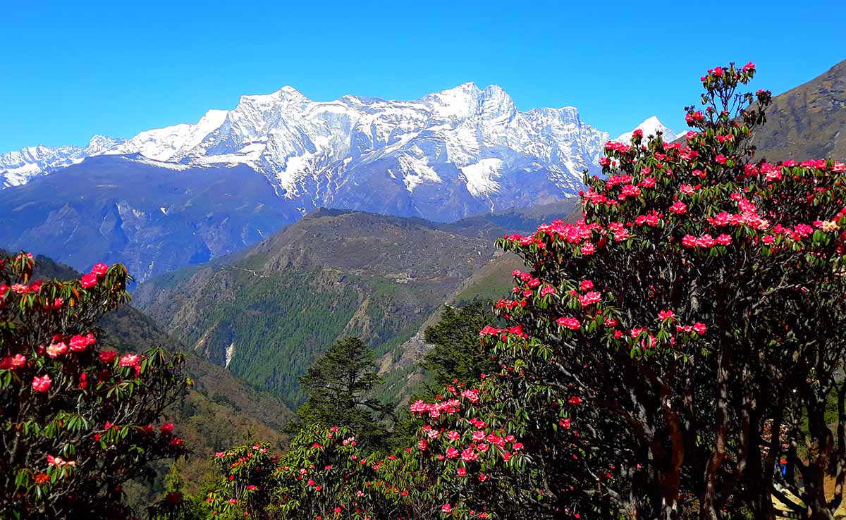 Rhododendron Forest