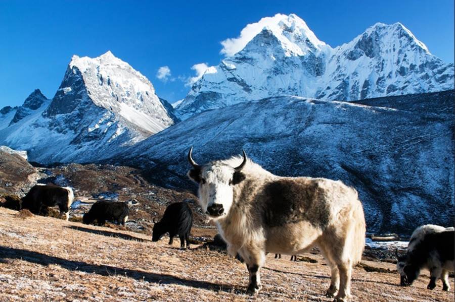 Wildlife in Langtang